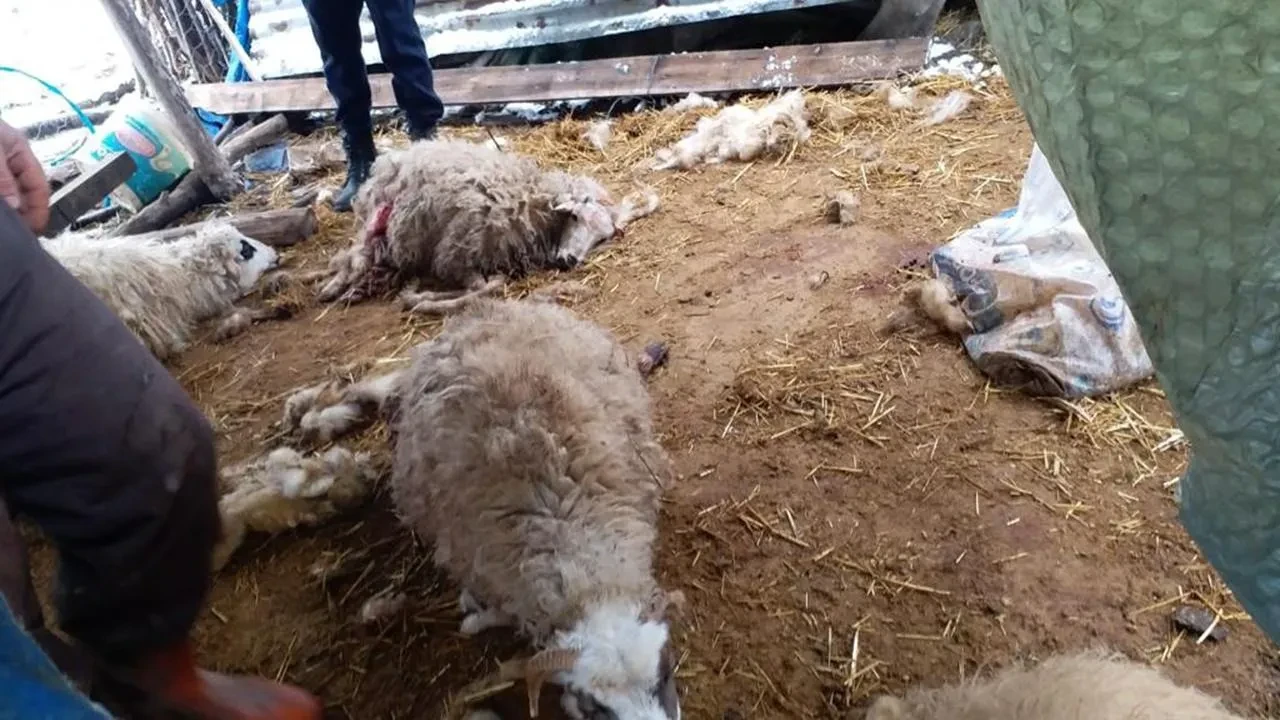 Aç kalan kurtlar ağıla girdi! 136 koyun telef oldu
