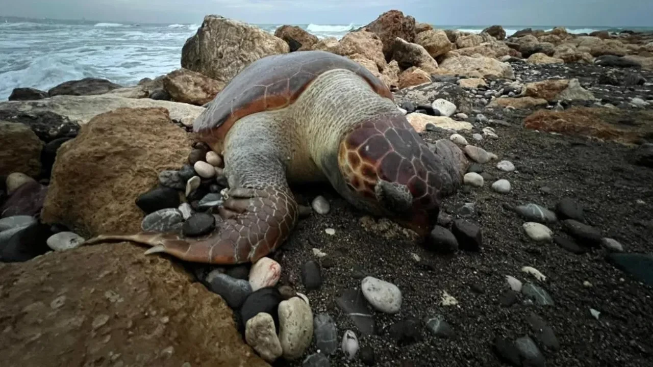 Bir caretta caretta daha ölü bulundu! Katil yine insanoğlu çıktı