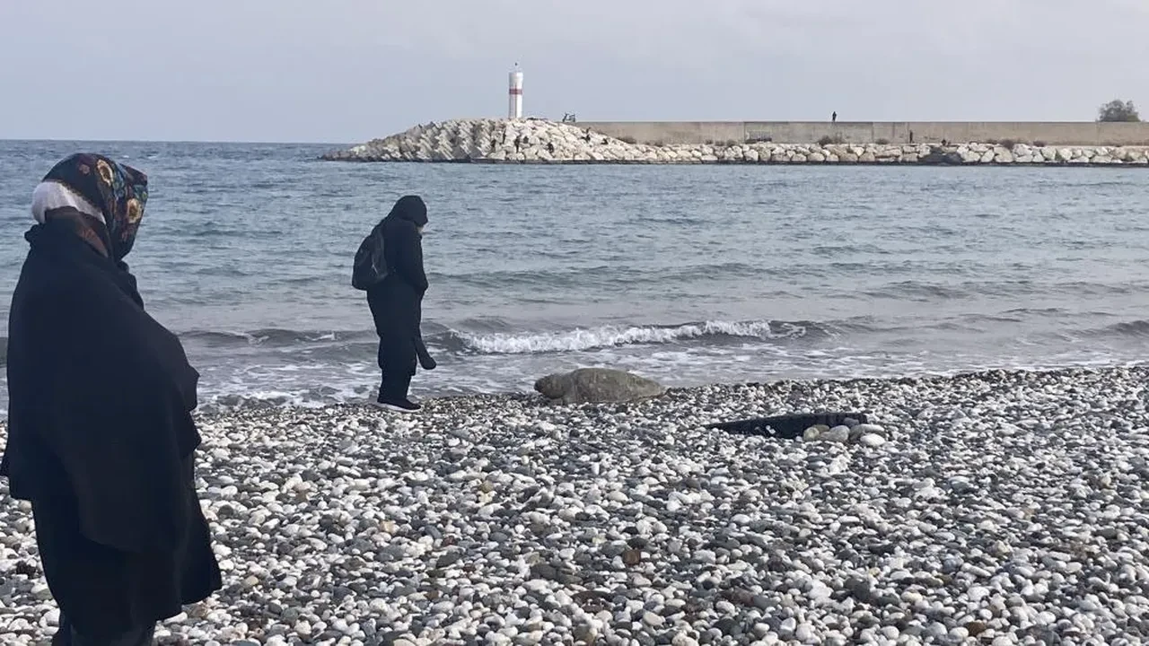 Bir caretta caretta daha ölü bulundu! Katil yine insanoğlu çıktı