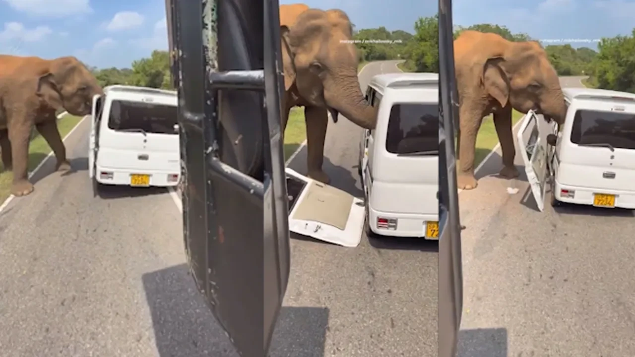 Fil yiyecek uğruna arabayı parçaladı, turistler canlarını zor kurtardı