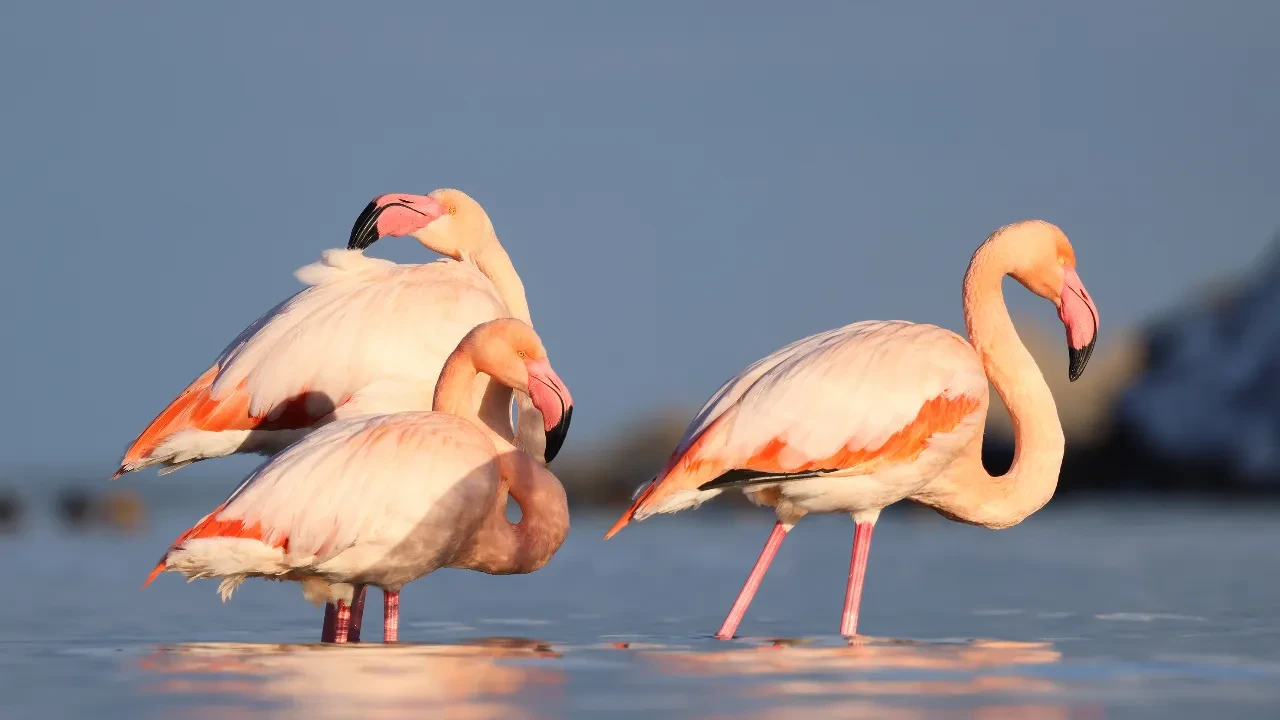 Görenler cep telefonuna sarıldı! Ezine Çayı’nın beklenmedik misafirleri ilgi odağı oldu