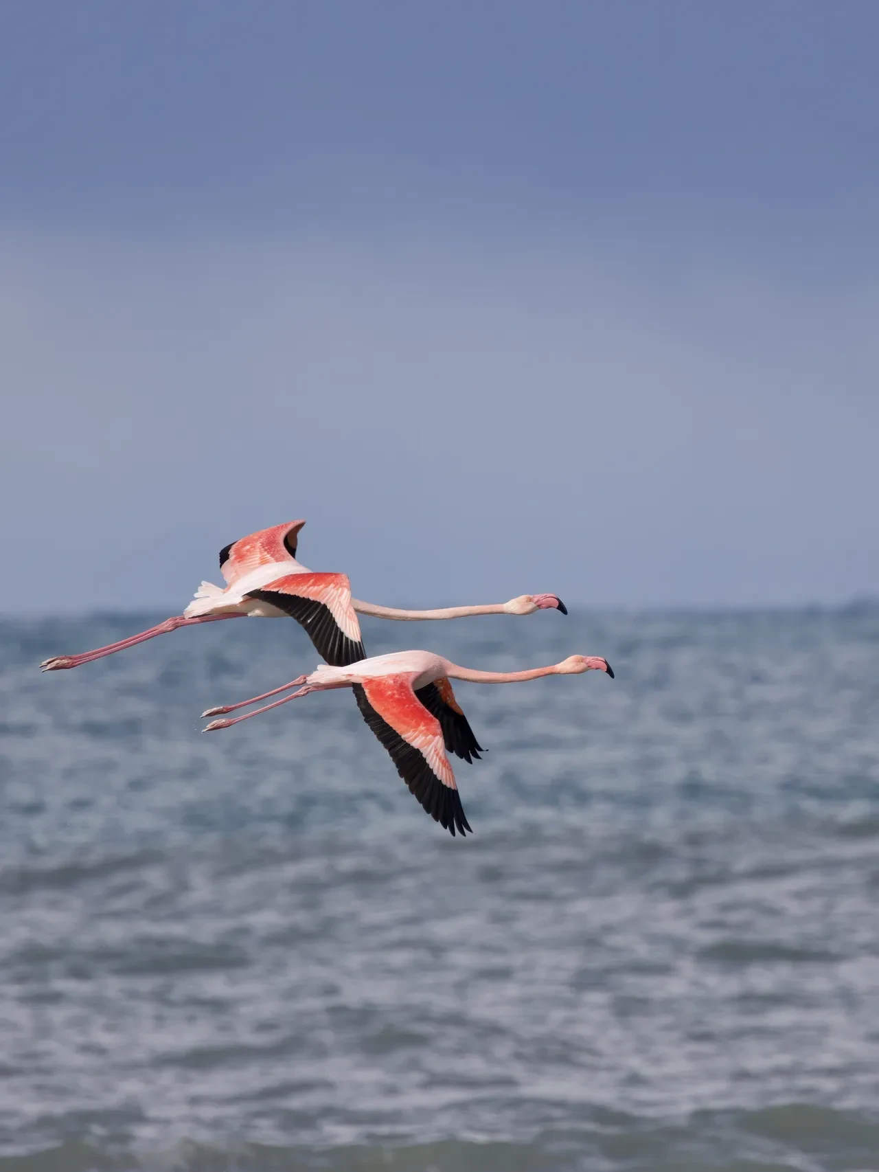 Görenler cep telefonuna sarıldı! Ezine Çayı’nın beklenmedik misafirleri ilgi odağı oldu