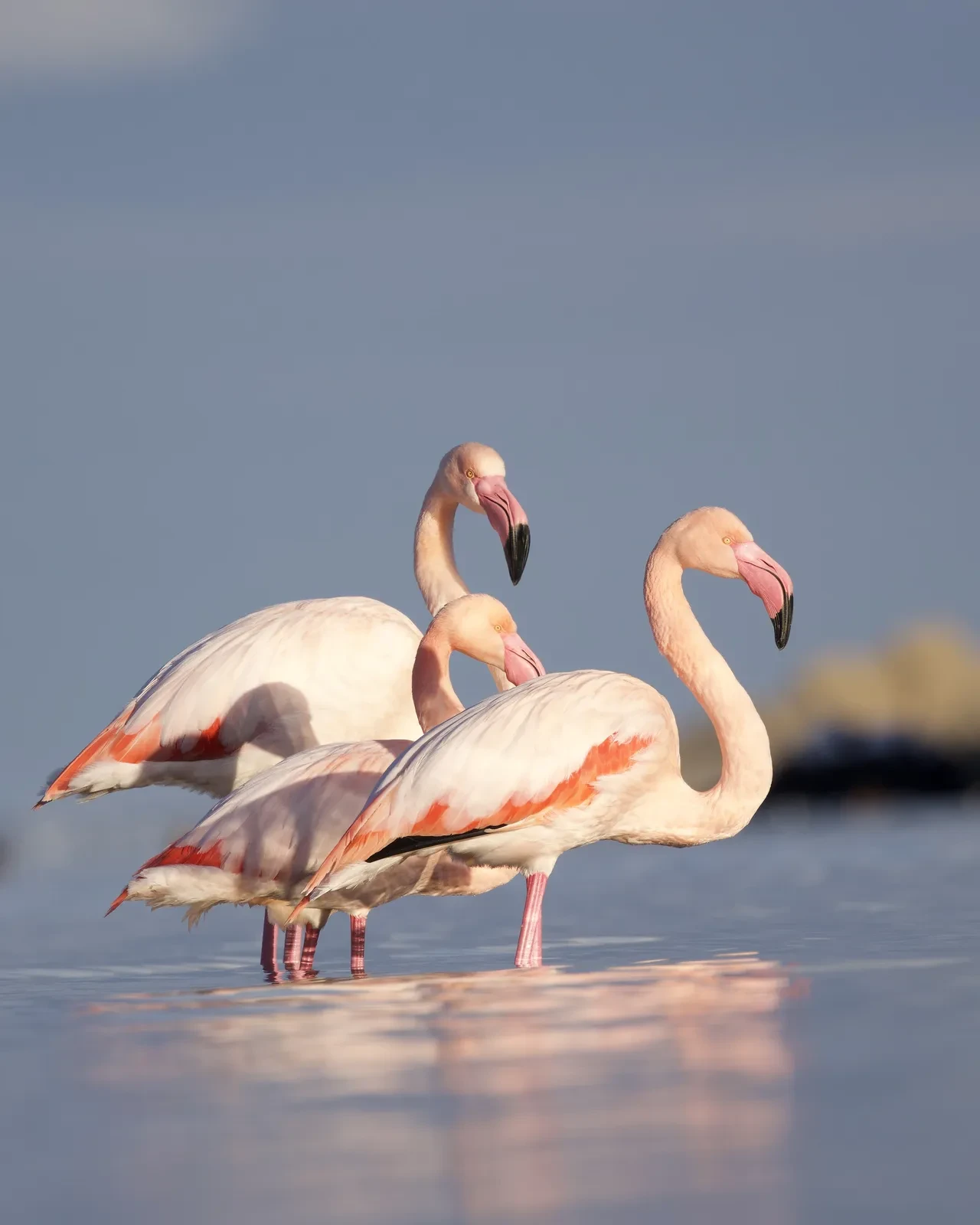 Görenler cep telefonuna sarıldı! Ezine Çayı’nın beklenmedik misafirleri ilgi odağı oldu