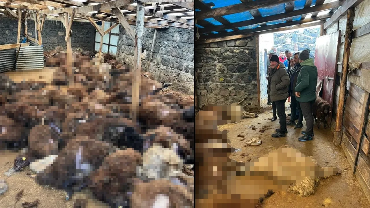 Kurt sürüsü besiciye dehşeti yaşattı! Ağıla girip, 130 koyunu telef ettiler