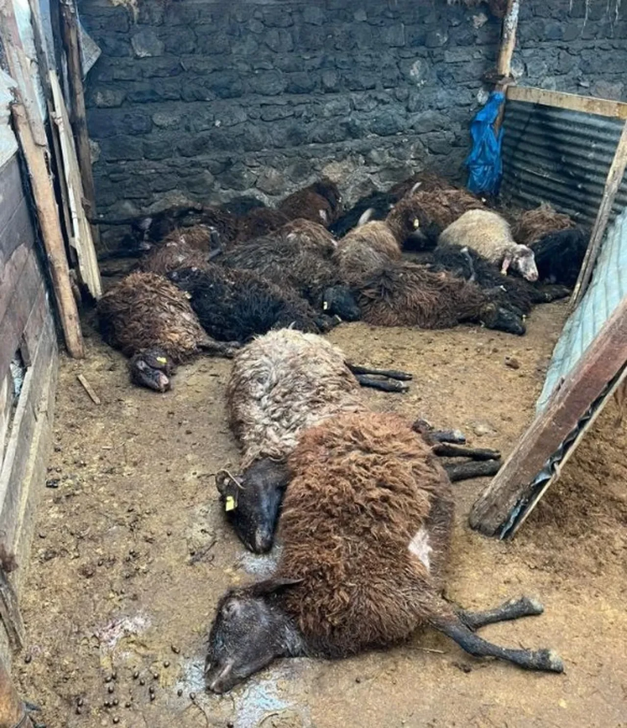 Kurt sürüsü besiciye dehşeti yaşattı! Ağıla girip, 130 koyunu telef ettiler