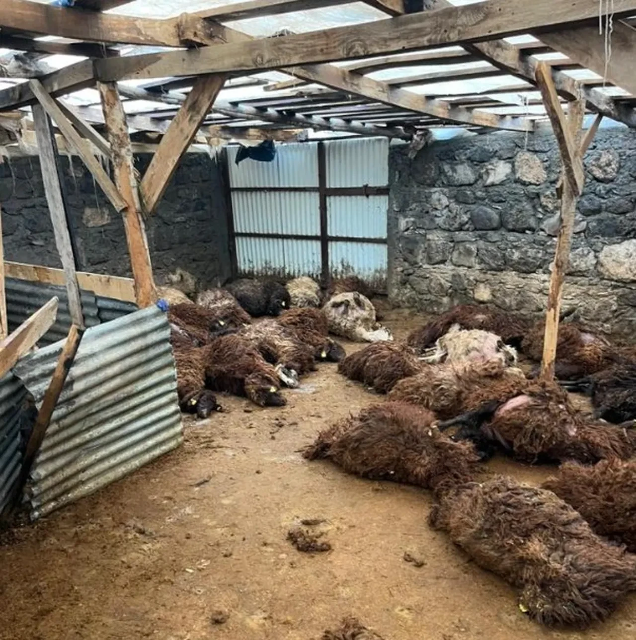 Kurt sürüsü besiciye dehşeti yaşattı! Ağıla girip, 130 koyunu telef ettiler