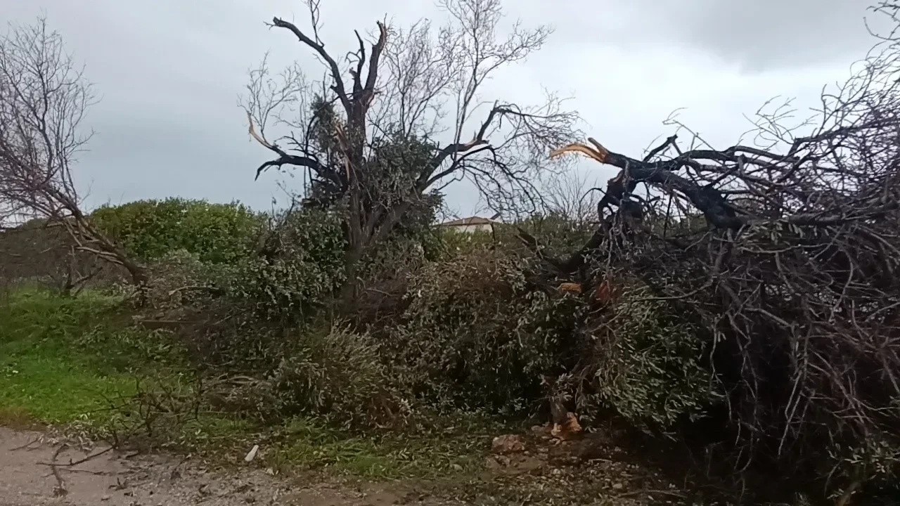 Manavgat'ta hortum 300 dönümlük alanda seraları yerle bir etti