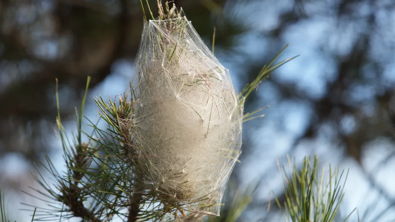Ormanlarda sessiz istila! Hem doğaya hem insanlara zarar veriyor