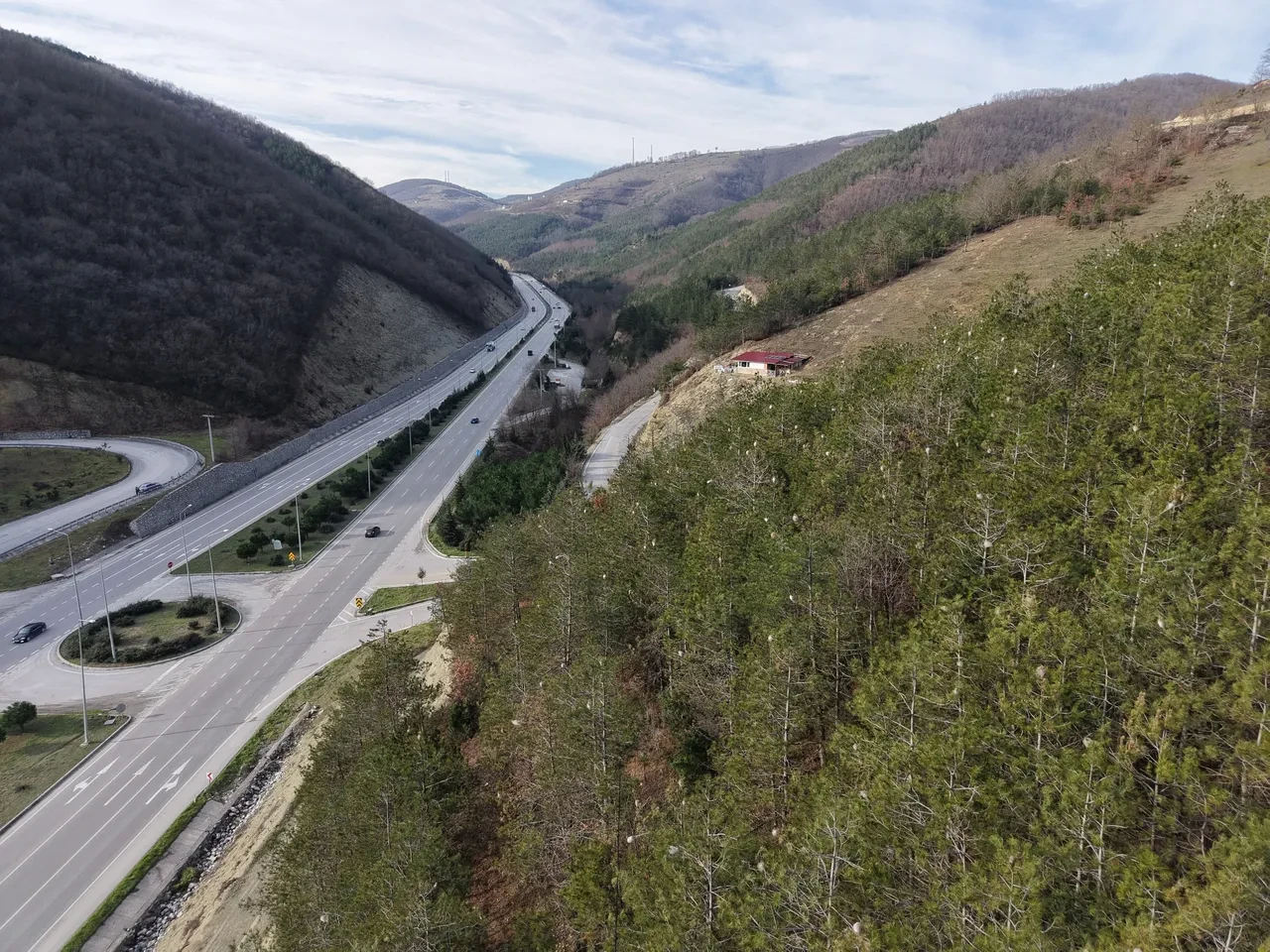 Ormanlarda sessiz istila! Hem doğaya hem insanlara zarar veriyor