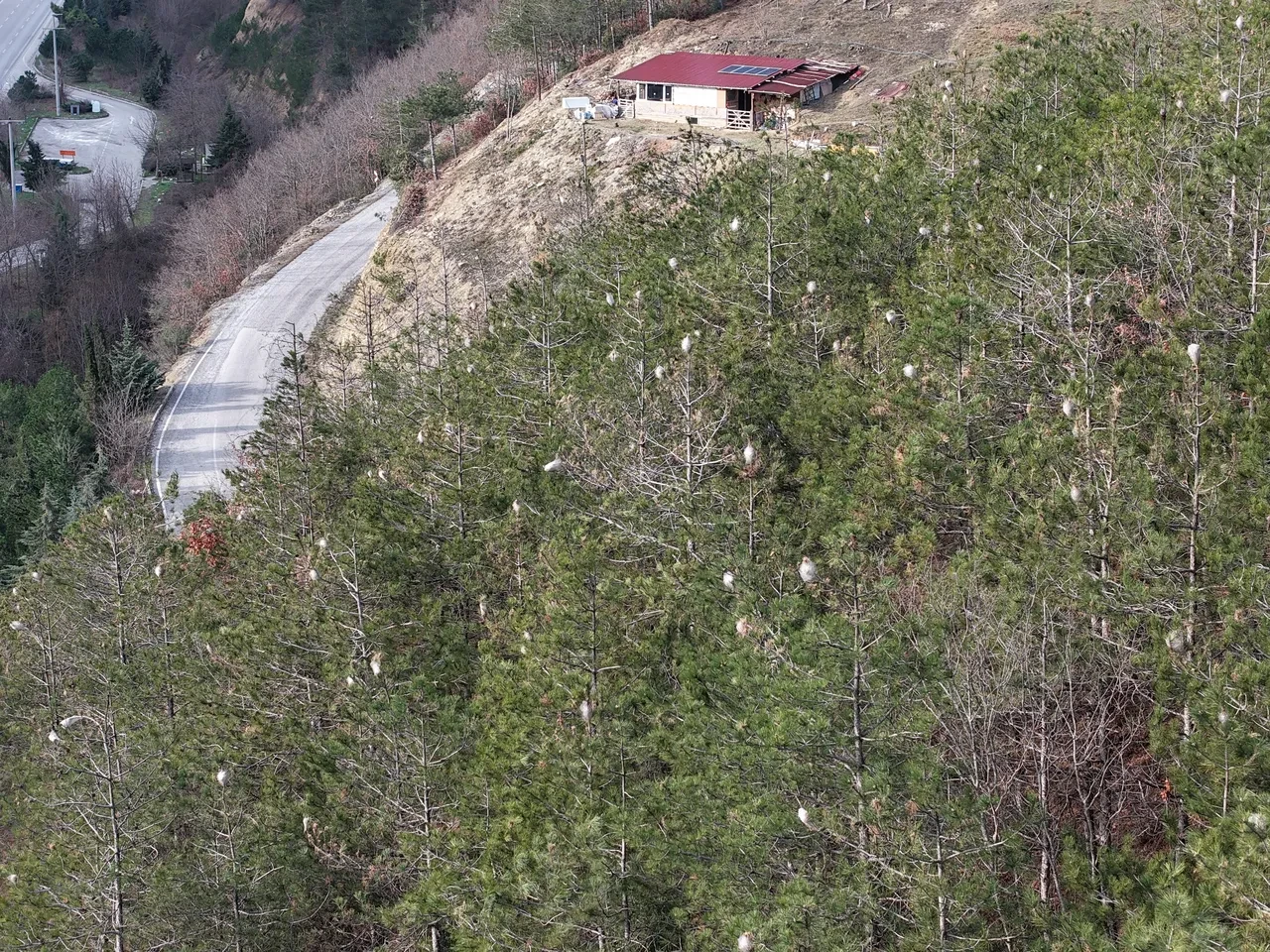 Ormanlarda sessiz istila! Hem doğaya hem insanlara zarar veriyor