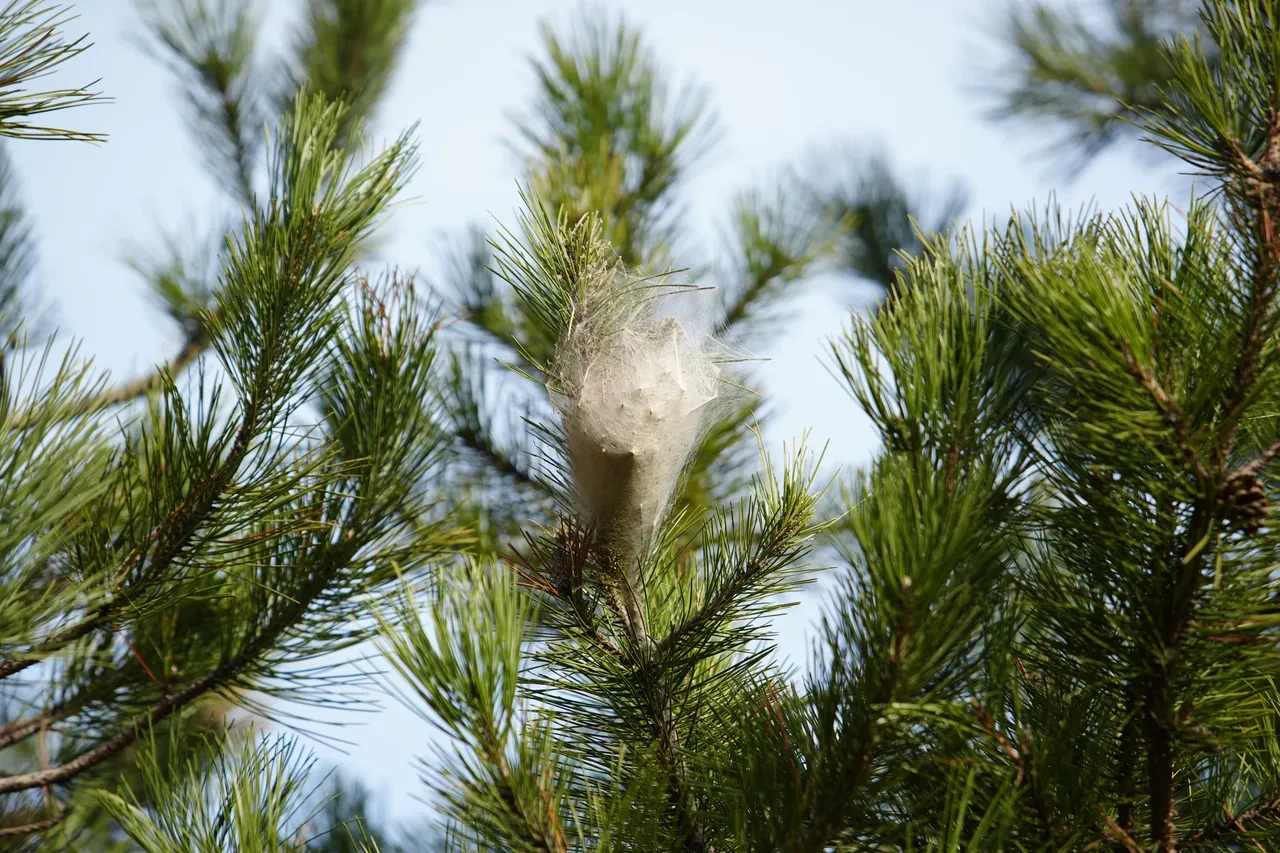 Ormanlarda sessiz istila! Hem doğaya hem insanlara zarar veriyor