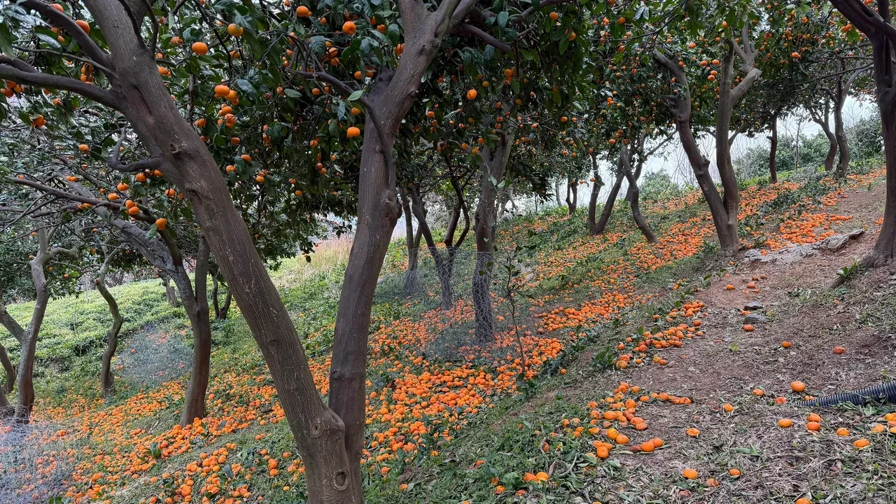 Adana değil Artvin! Mandalina hasadında poşetler yetmeyince çareyi arabanın torpidosunda buldular