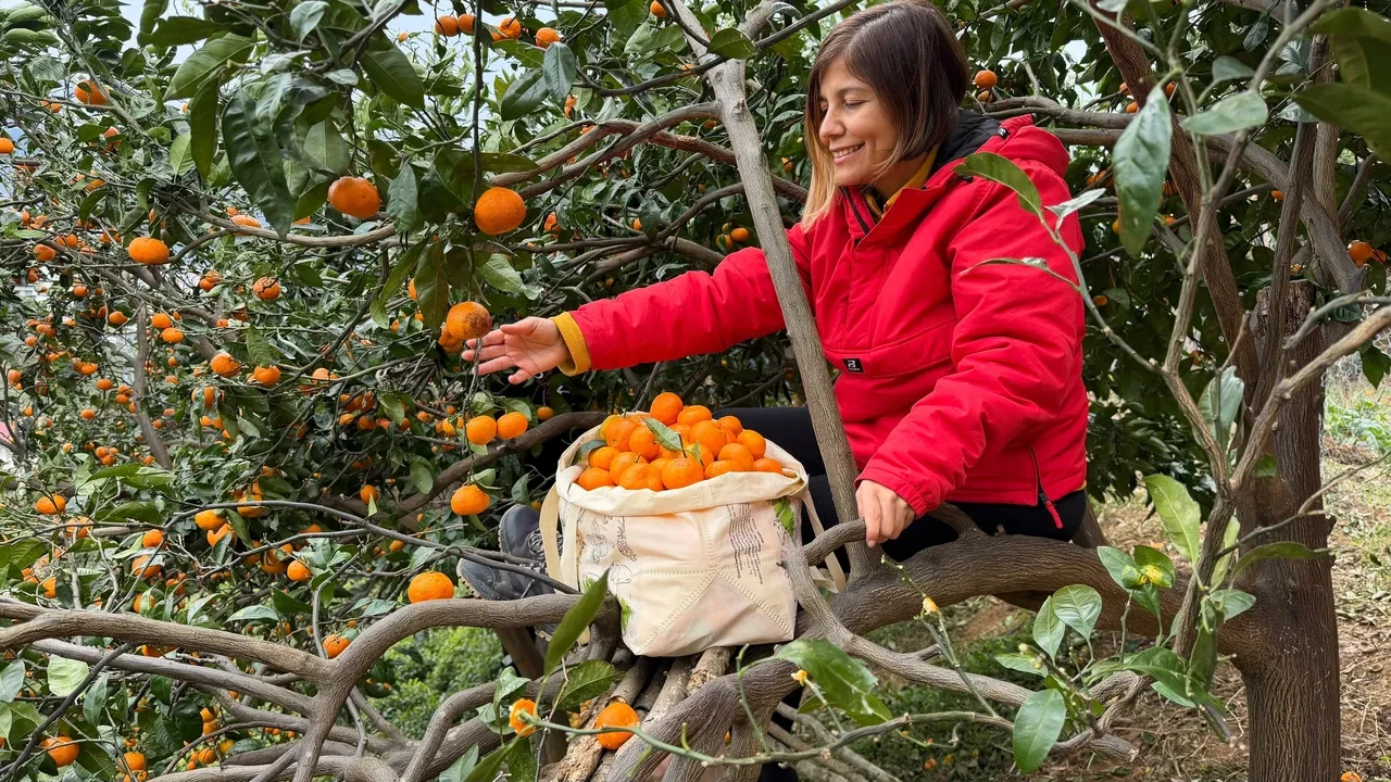 Adana değil Artvin! Mandalina hasadında poşetler yetmeyince çareyi arabanın torpidosunda buldular