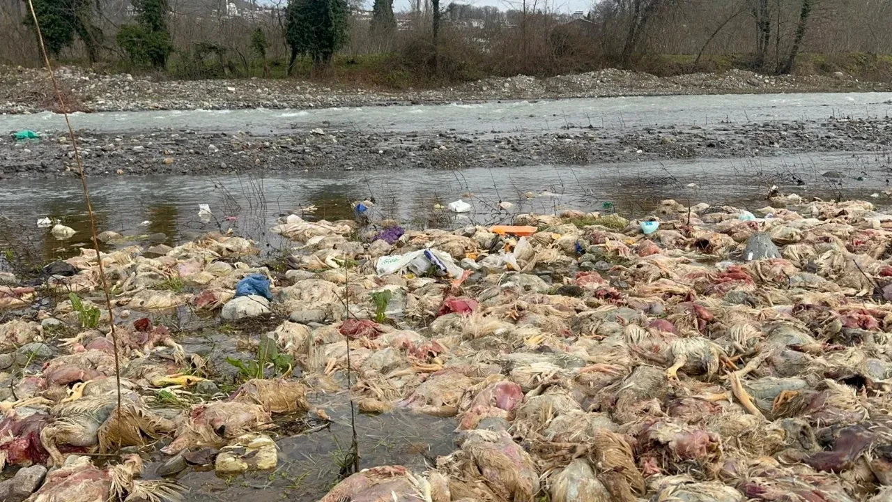 Çay yatağında onlarca tavuk ölüsü bulundu! İlçe halkı tedirgin