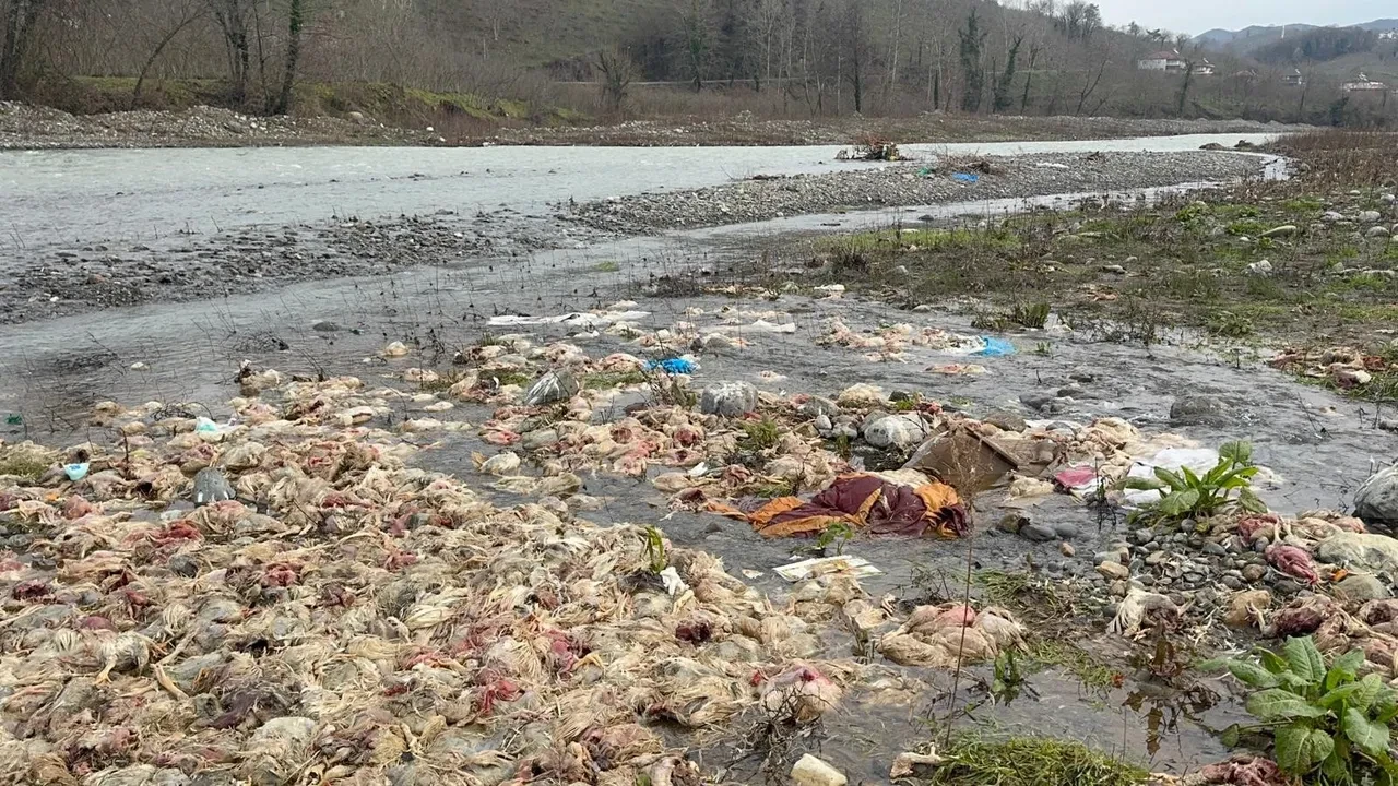 Çay yatağında onlarca tavuk ölüsü bulundu! İlçe halkı tedirgin