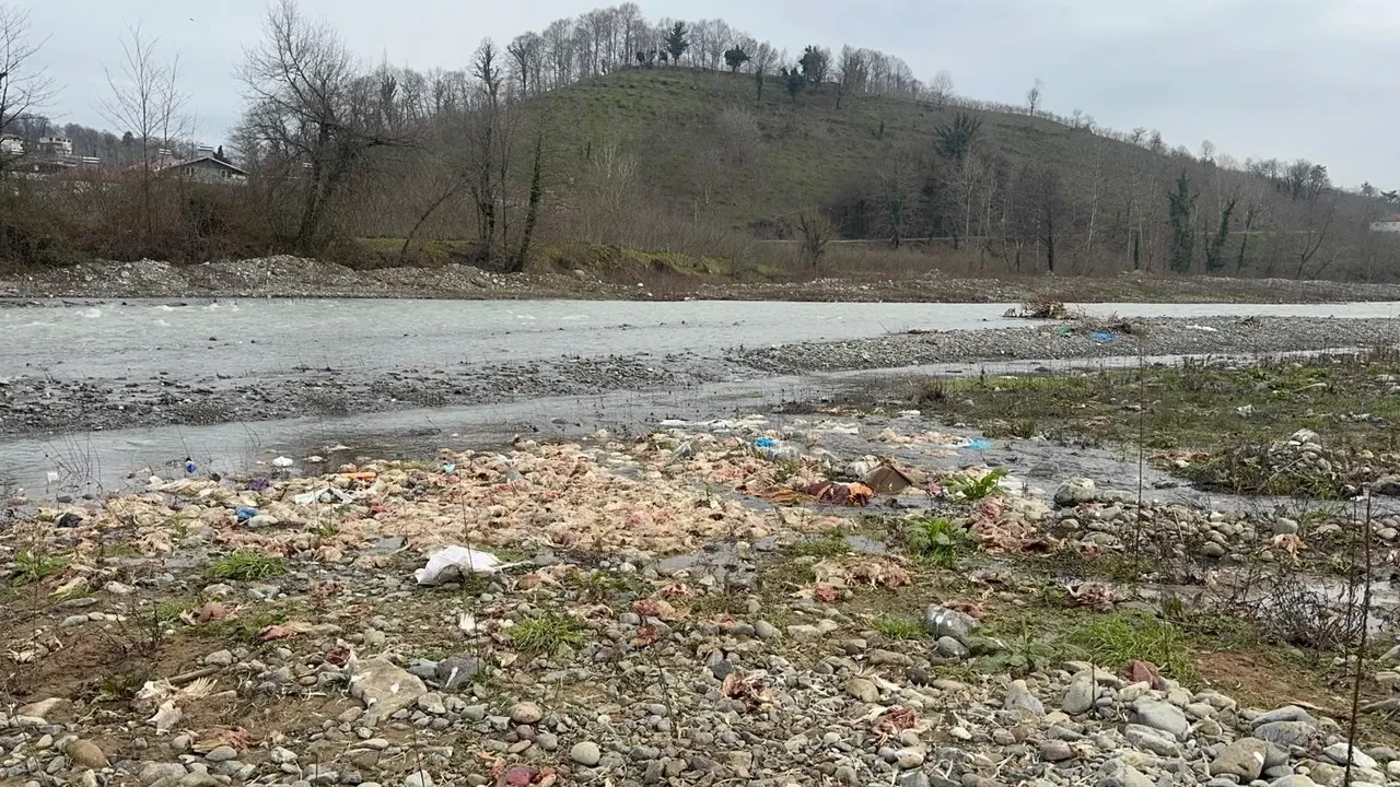 Çay yatağında onlarca tavuk ölüsü bulundu! İlçe halkı tedirgin