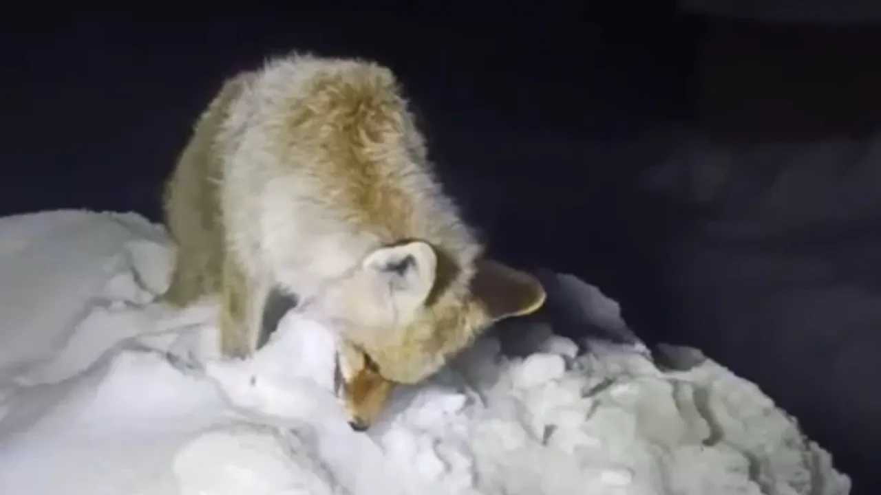 Hakkari'de Sibirya soğukları! Tilki yürürken dondu: Görenler inanamadı 