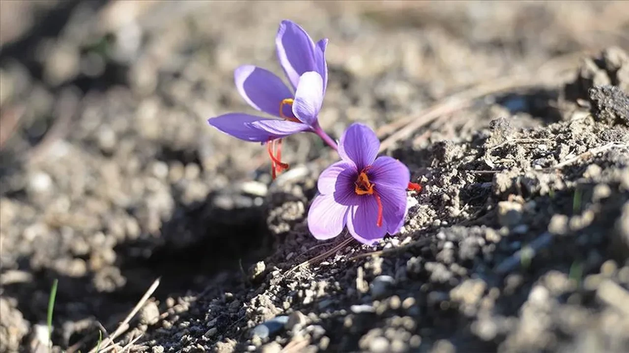 Şifa umuduyla gitti, dolandırıcıların hedefi oldu: Kocaeli’deki 'Safranlı' dolandırıcılık davasında 'pes' dedirten savunma!