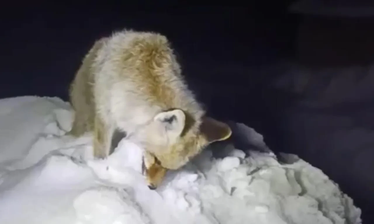 Yüksekova’da Sibirya soğukları: Tilki ayakta dondu