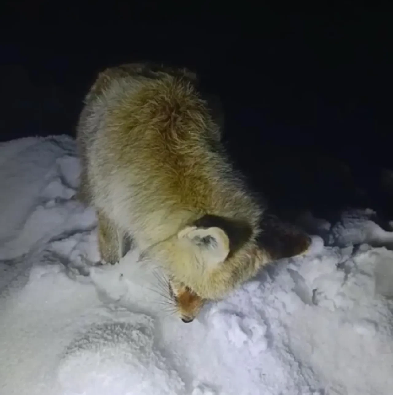 Yüksekova’da Sibirya soğukları: Tilki ayakta dondu