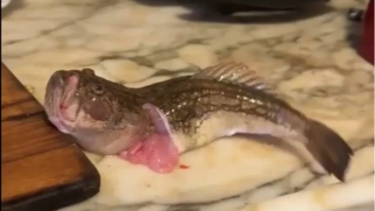 Çorba yapacaktı, gözlerine inanamadı! Temizlenen balık iç organları alındıktan sonra çırpınmaya başladı