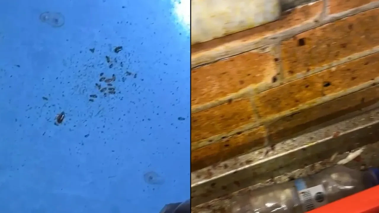 AVM'nin yemek katında mide bulandıran görüntüler! Böcek yuvaları ortaya çıktı, cevapları pes dedirtti