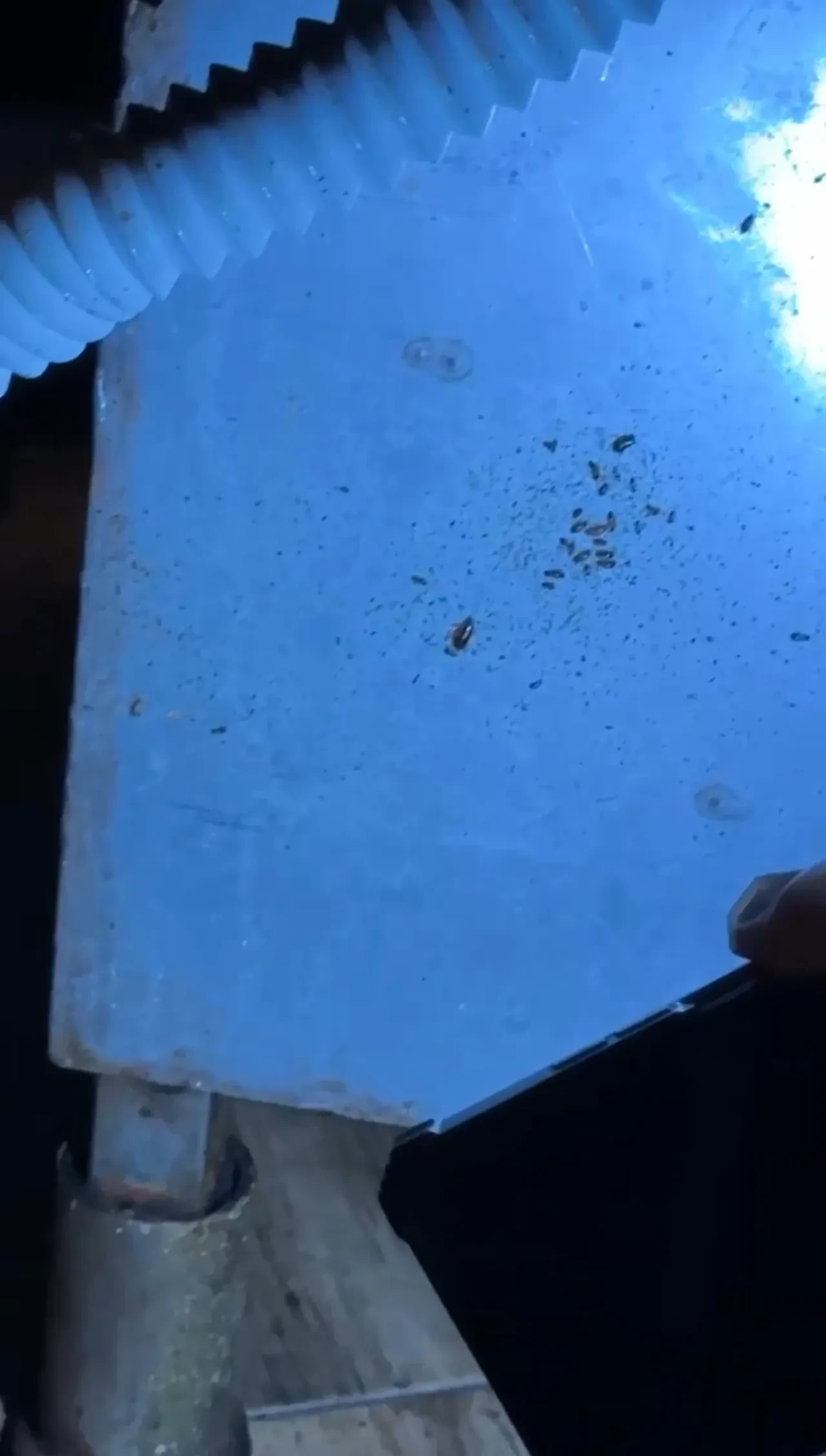 AVM'nin yemek katında mide bulandıran görüntüler! Böcek yuvaları ortaya çıktı, cevapları pes dedirtti