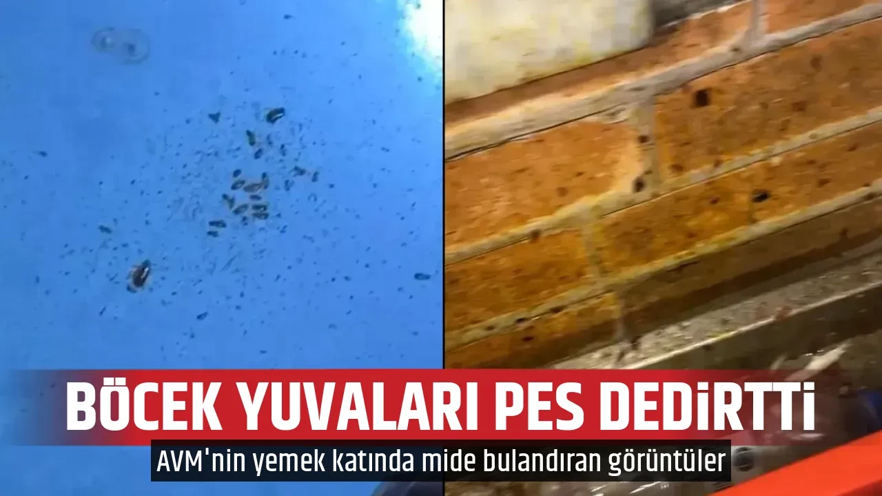 BÖCEK YUVALARI PES DEDİRTTİ