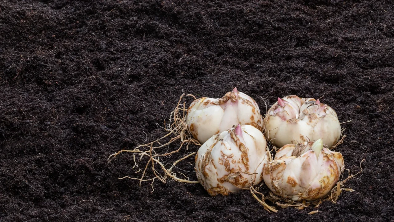 zambak soğanı safran soğanı