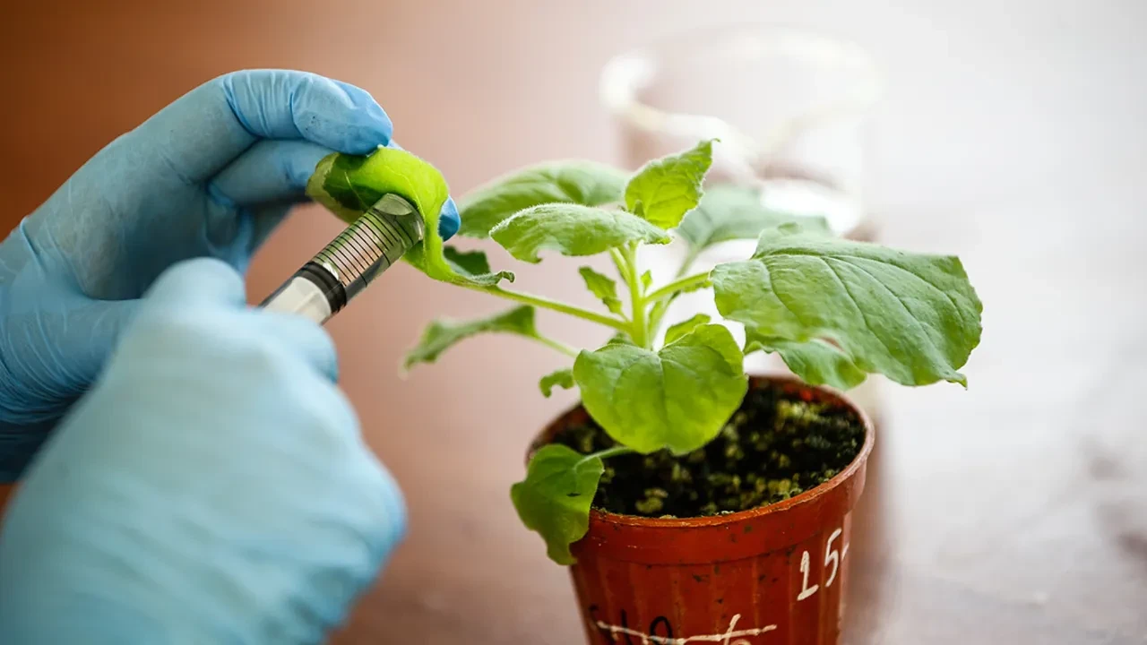 Evin havasını temizleyen mucize: NASA'nın onayladığı ve yatak odasında mutlaka olması gereken 'Oksijen Makinesi' 5 canlı bitki!