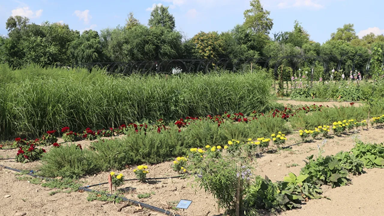 Evin havasını temizleyen mucize: NASA'nın onayladığı ve yatak odasında mutlaka olması gereken 'Oksijen Makinesi' 5 canlı bitki!