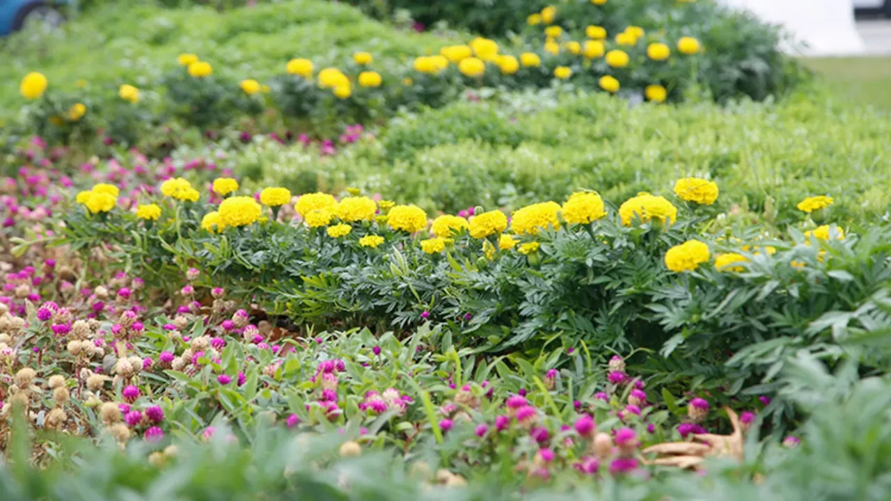 Evin havasını temizleyen mucize: NASA'nın onayladığı ve yatak odasında mutlaka olması gereken 'Oksijen Makinesi' 5 canlı bitki!