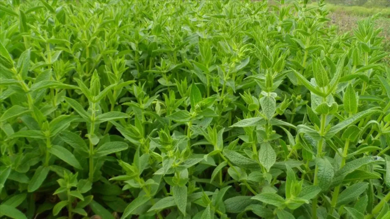 Evin havasını temizleyen mucize: NASA'nın onayladığı ve yatak odasında mutlaka olması gereken 'Oksijen Makinesi' 5 canlı bitki!