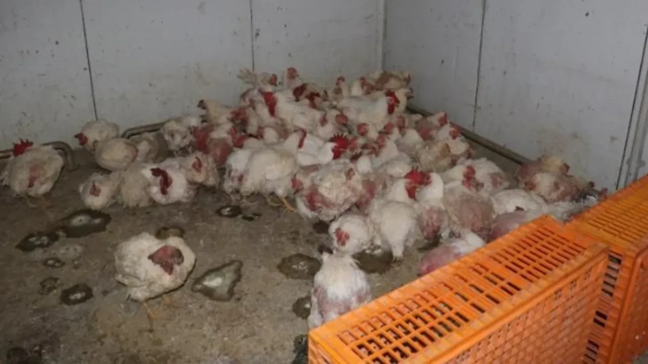 Sakarya'da skandal: Tavuk çiftliğinde ölümler başladı, biyogüvenlik kısıtlaması getirildi