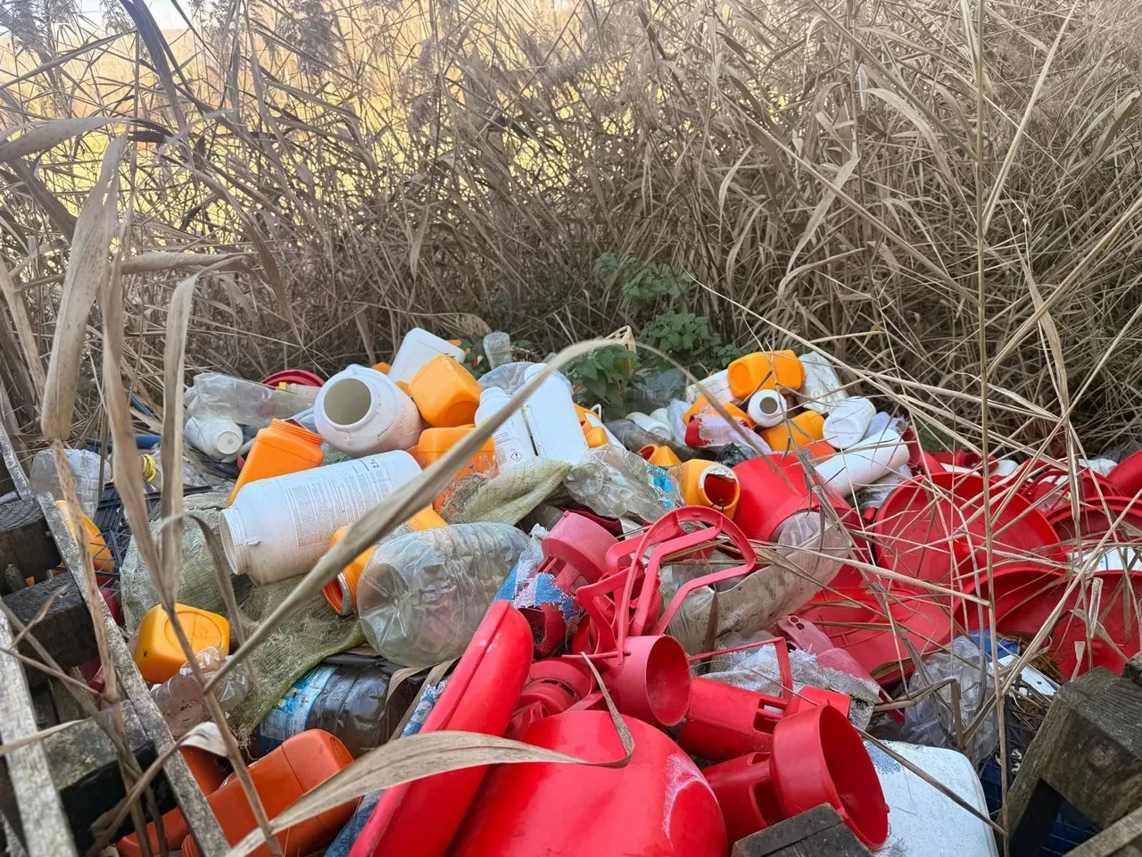 Sakarya'da skandal: Tavuk çiftliğinde ölümler başladı, biyogüvenlik kısıtlaması getirildi