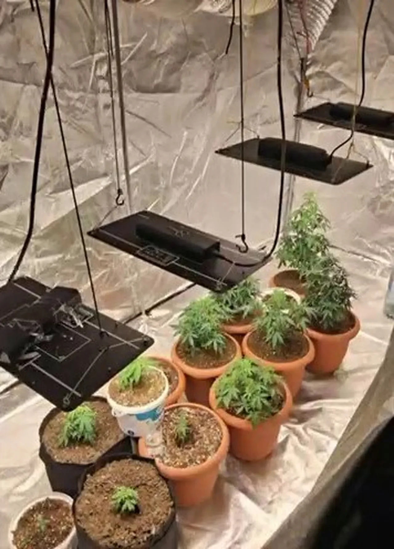 Evde uyuşturucu serası kurmuşlar! Saksıdan bitki toprağına, budama makasından gübreye her şey var