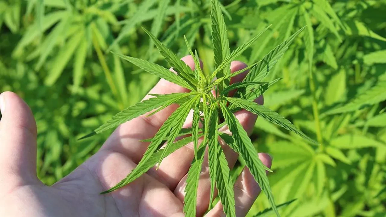 Resmi Gazete'de yayımlandı! İller tek tek duyuruldu: 21 kentte kenevir üretimi yapılabilecek