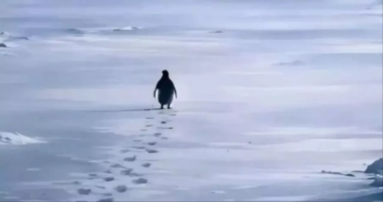 Sosyal medyayı sallayan Nihilist Penguen sadece bir video mu? Prof. Dr. Nevzat Tarhan'dan çarpıcı yorum: Bu bir başkaldırıdır