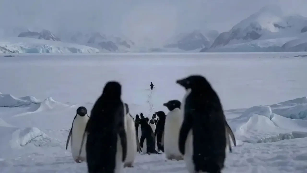 Sosyal medyayı sallayan Nihilist Penguen sadece bir video mu? Prof. Dr. Nevzat Tarhan'dan çarpıcı yorum: Bu bir başkaldırıdır