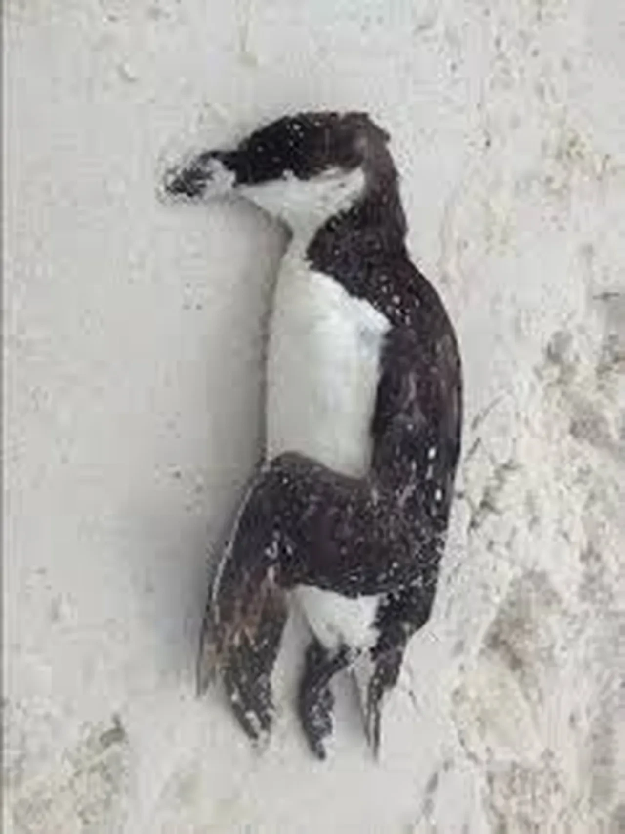 Sosyal medyayı sallayan Nihilist Penguen sadece bir video mu? Prof. Dr. Nevzat Tarhan'dan çarpıcı yorum: Bu bir başkaldırıdır