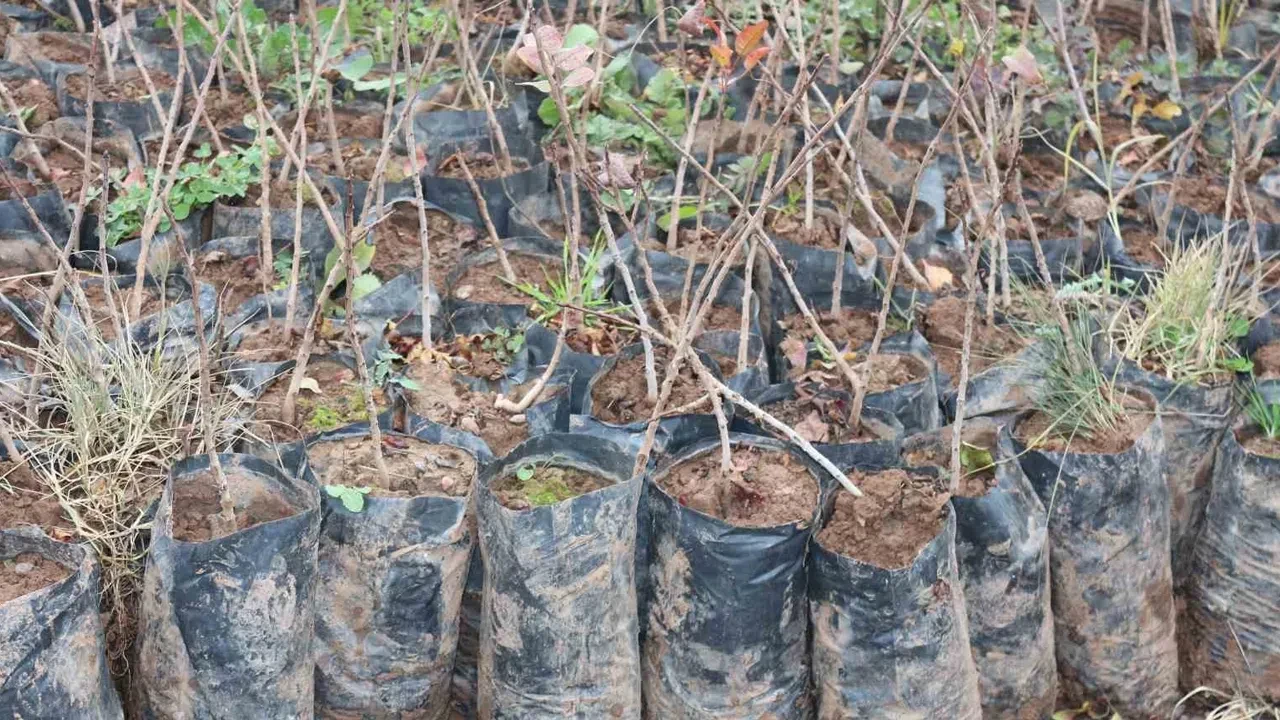 Bakan Yumaklı açıkladı: 517 milyon fidan ve tohumu toprakla buluşturduk