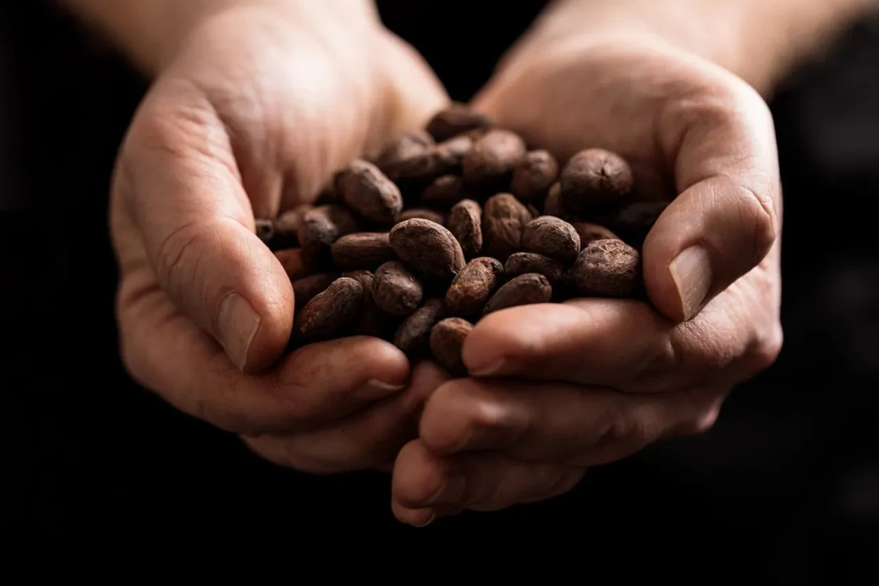 Kakao fiyatlarında sert düşüş: Bir yılda yüzde 48 eridi