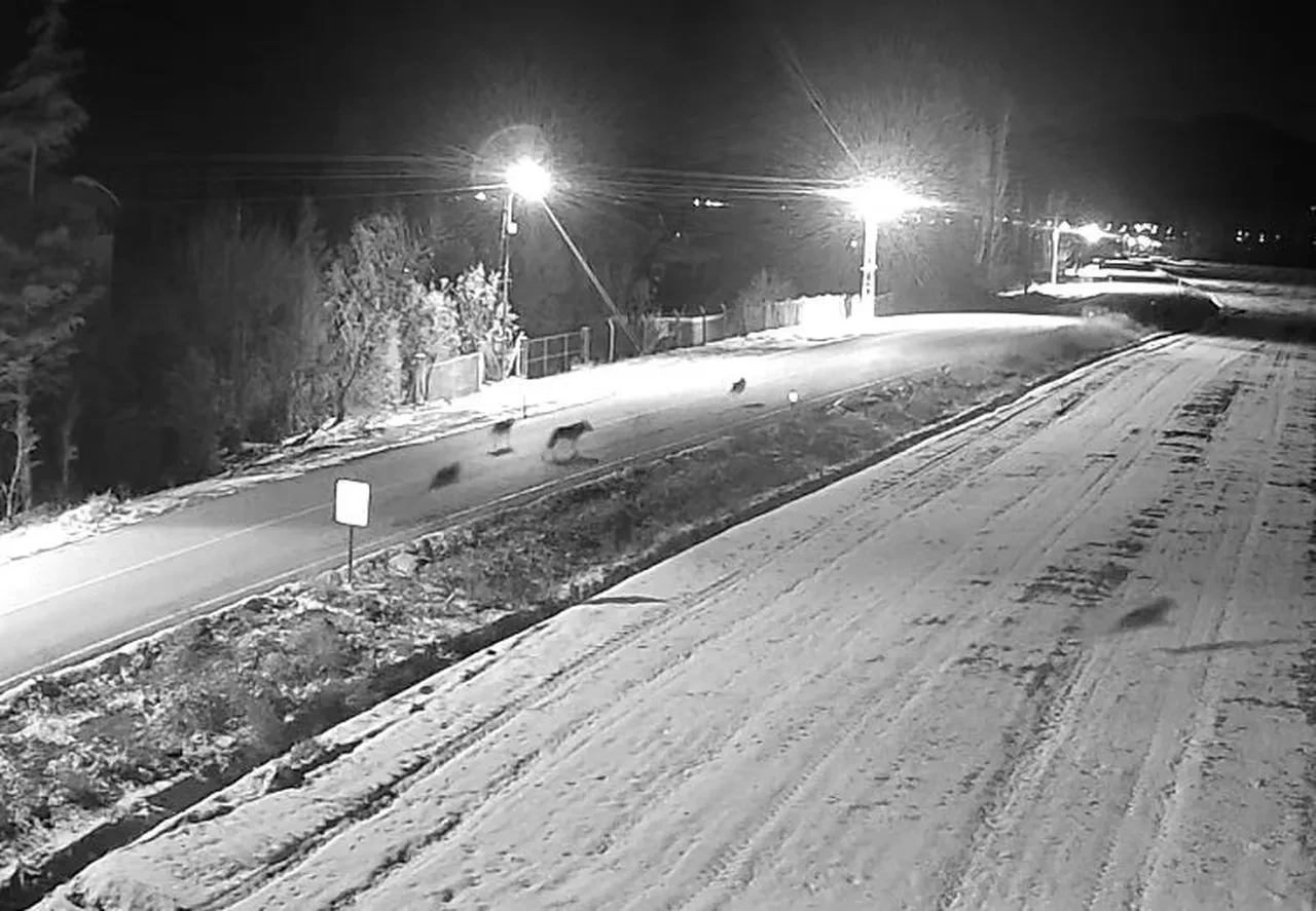 Kurt sürüsü şehre indi! Ürküten anlar kamerada