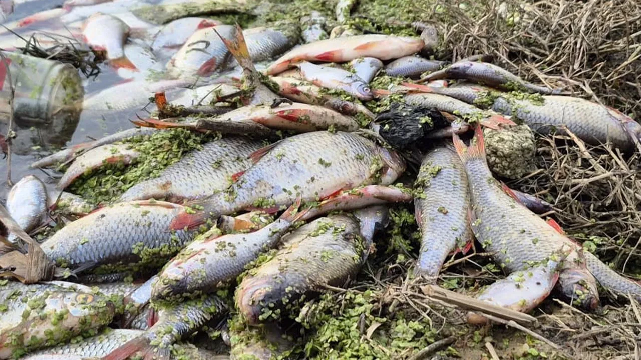 Eyüp'te gölette yosun patlaması: Balıklar telef oldu