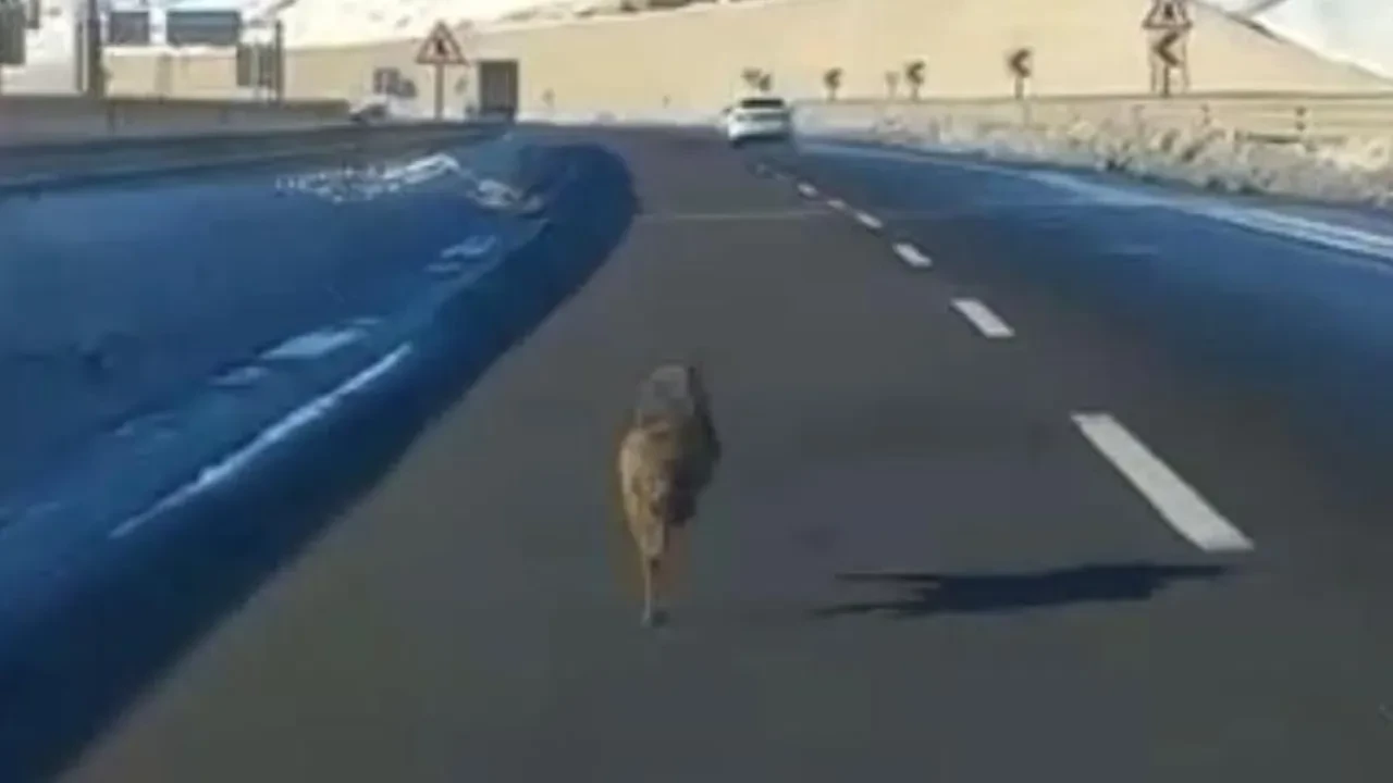 Şaşırtan manzara! Ana yola inen kurt, araçların önünde uzun süre koştu