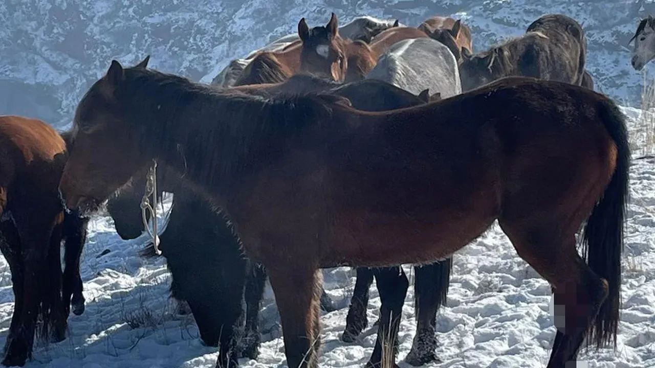 Skandal olay sonrası jandarma harekete geçti: 15 atı ayaklarından vurdular