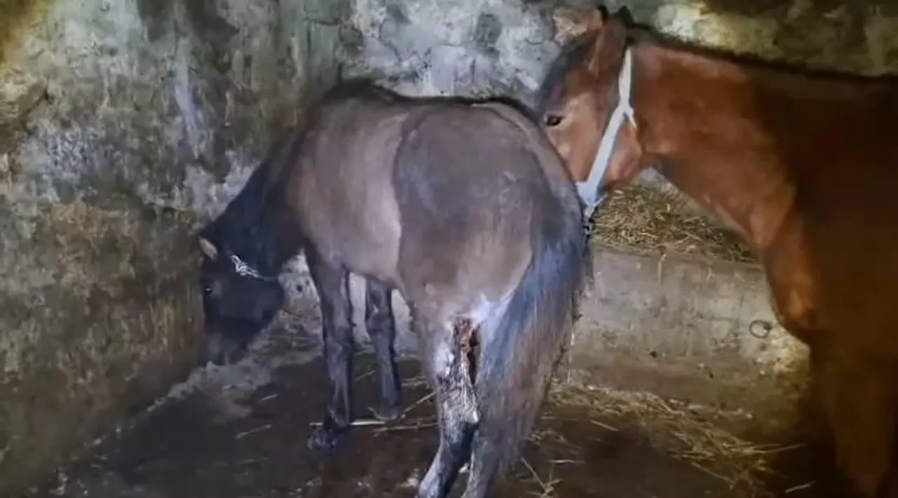 Skandal olay sonrası jandarma harekete geçti: 15 atı ayaklarından vurdular
