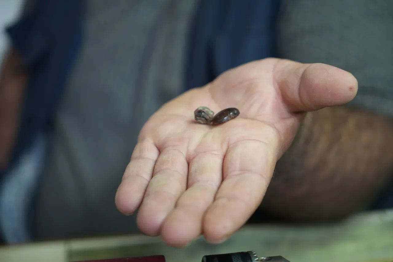 Bayburtlu usta kehribar işlerken şoke oldu! Milyonlarca yıllık keşif: Yeni canlı türü ortaya çıktı