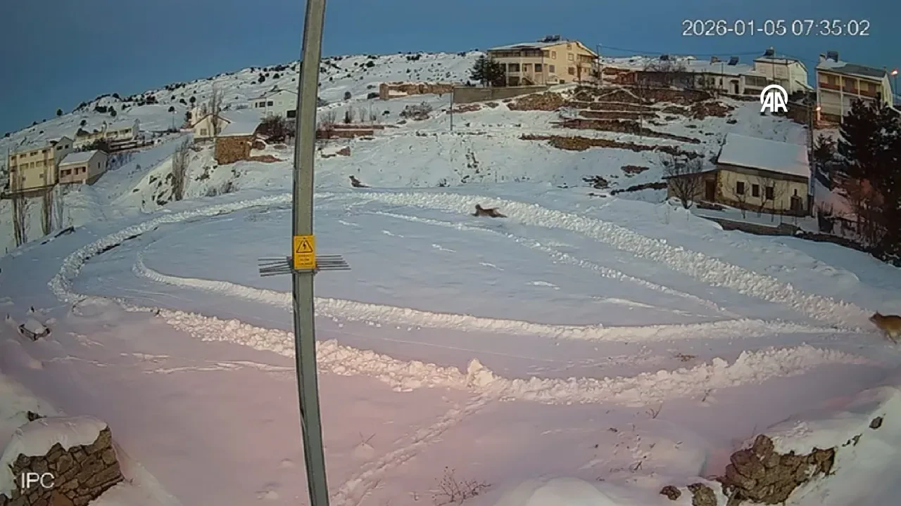 Sivas'ta belgesel tadında görüntüler! 2 vaşak kurtlardan böyle kaçtı 