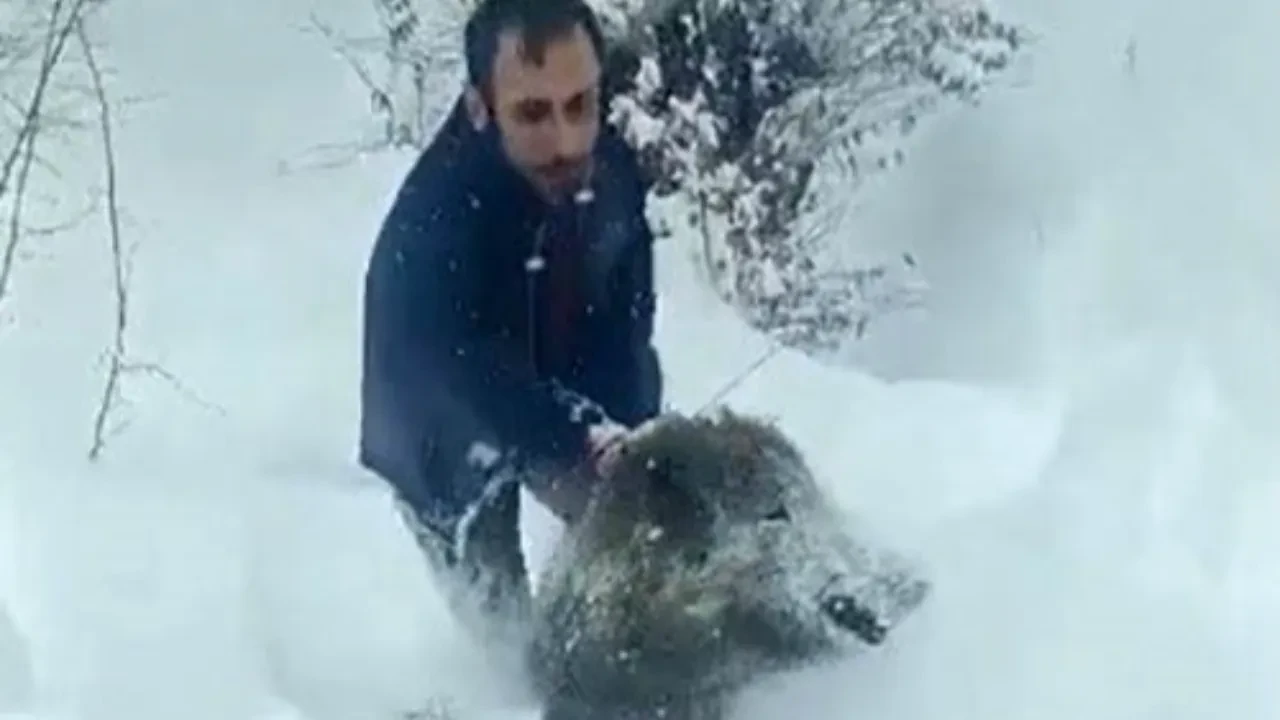 Ağzında sigara ile domuz yakalayan adam konuştu! 'Kimseye önermem, insanı parçalayabilir'